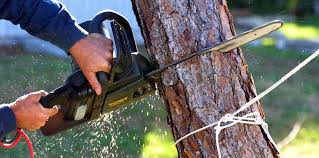 Best Utility Line Clearance  in Falling Waters, WV
