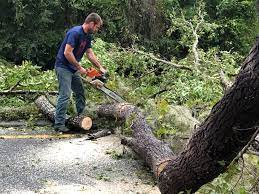 Tree and Shrub Care in Falling Waters, WV