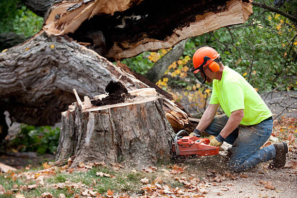 Best Storm Damage Tree Cleanup  in Falling Waters, WV