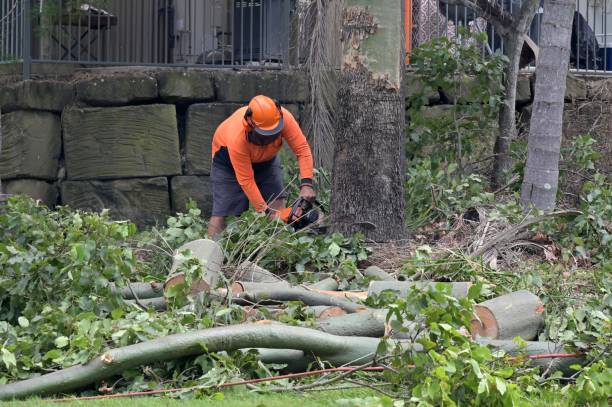 How Our Tree Care Process Works  in  Falling Waters, WV